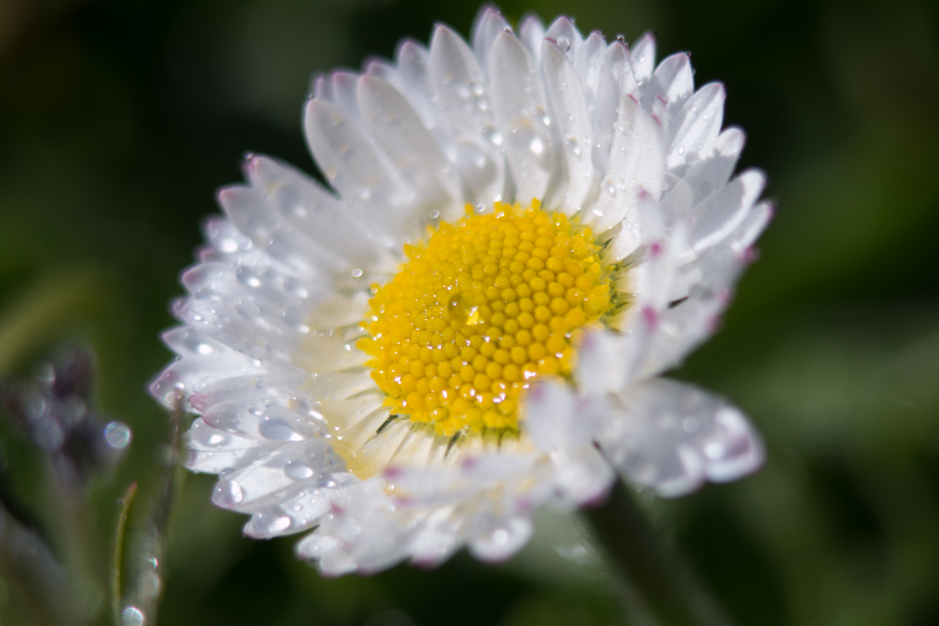 L' Oeil Noir Photographie